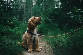 Dog on a forest path